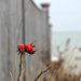 Winter Red by lauriehiggins