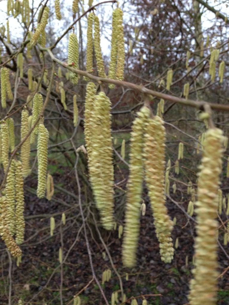 A type of catkin...... by anne2013