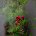 Fern Berries by stray_shooter