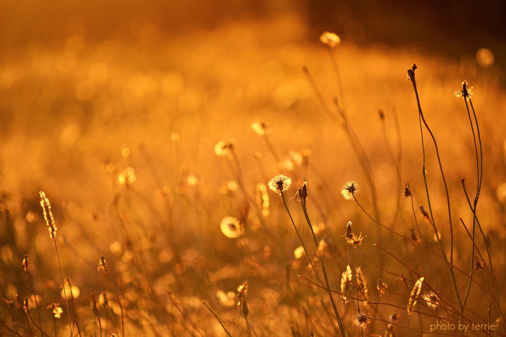 Summer grasses by teodw