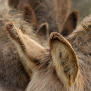 27th Jan 2014 - donkeys... we're all ears
