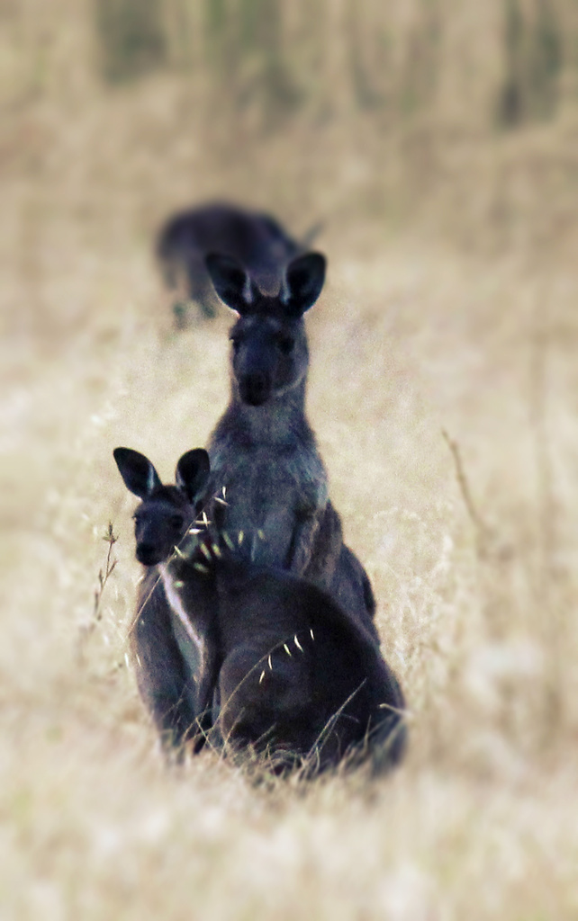 Other half of the emblem - kangaroo by flyrobin