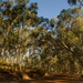 Australia bush with gumtrees by gosia