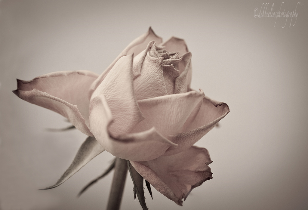 25.1.14 Rose by stoat