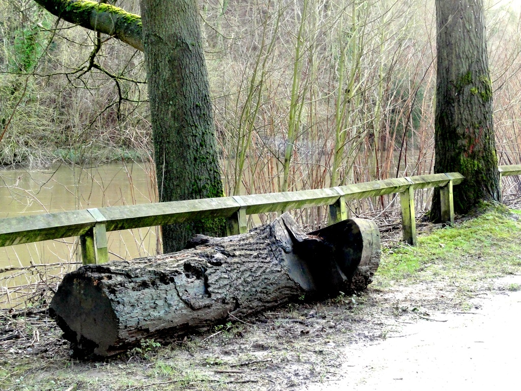 Rustic Art ? or just a felled tree trunk ? by beryl