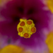 Hibiscus Macro by fillingtime