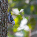 White-Breasted Nuthatch by darylo