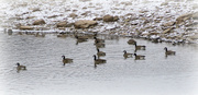 27th Jan 2014 - Duckies on the lake in winter