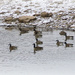 Duckies on the lake in winter by mittens