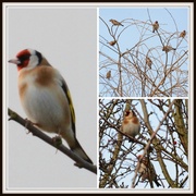 27th Jan 2014 - A flock of goldfinches