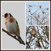 A flock of goldfinches by rosiekind