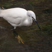 Little egret - 27-01 by barrowlane