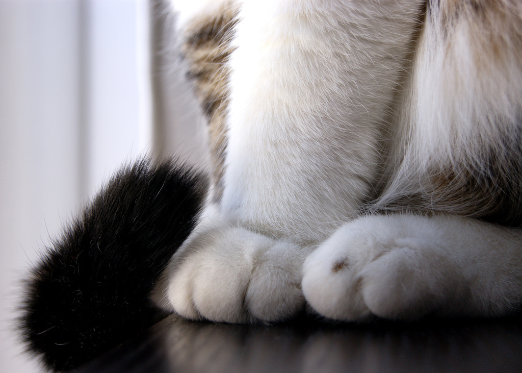 Tail & Toes by herussell