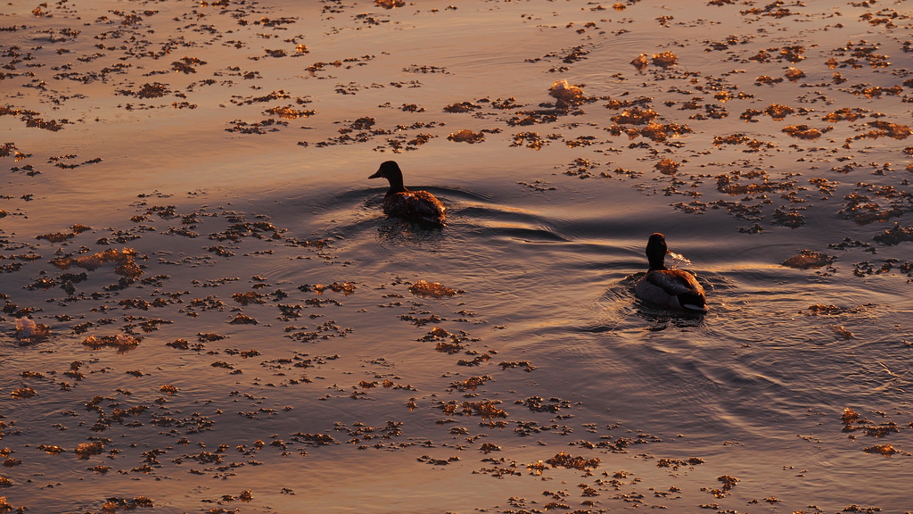 Early Morning Swim by selkie