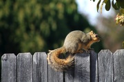 27th Jan 2014 - On the fence