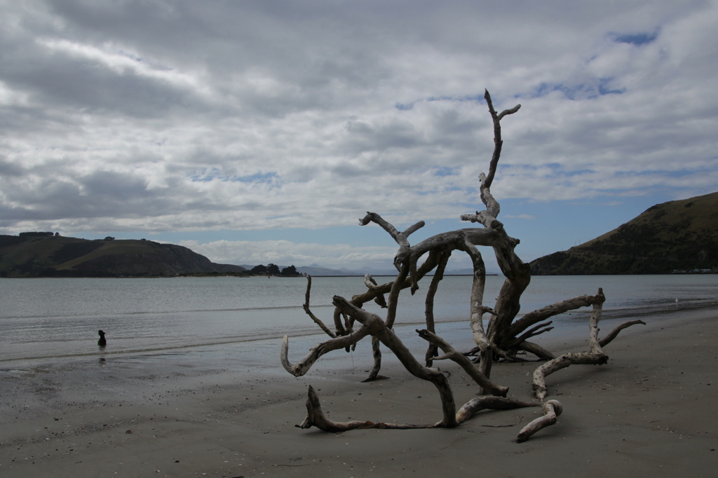 Driftwood by busylady
