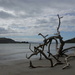 Driftwood by busylady