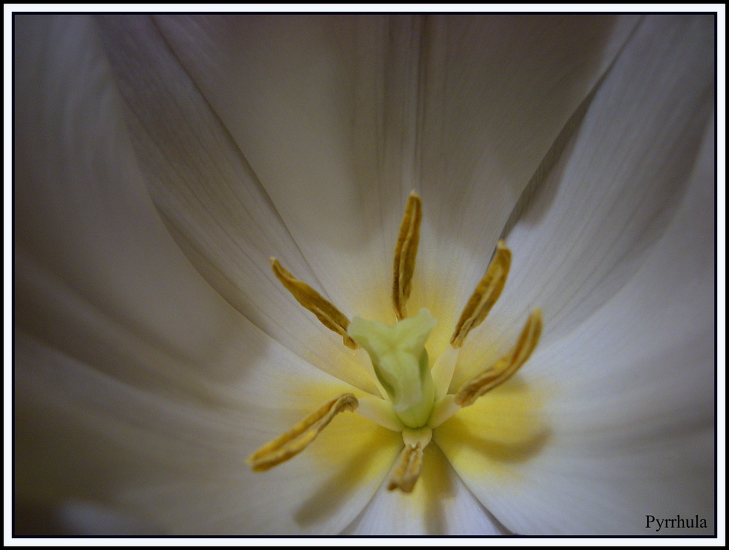 Tulip. by pyrrhula