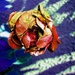 Raznobojne latice by vesna0210