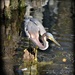 Tricolored heron by mjmaven