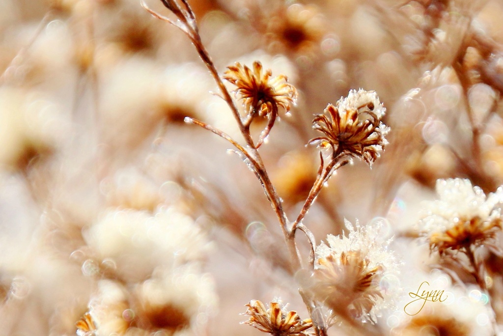 Wintry Weeds by lynnz