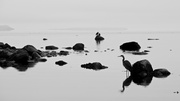 27th Jan 2014 - A Blue Heron + 2 Eagles