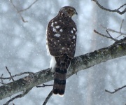 27th Jan 2014 - Another Cooper's Hawk