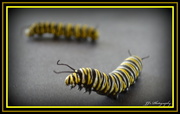28th Jan 2014 - Monarch Butterfly caterpillars ...