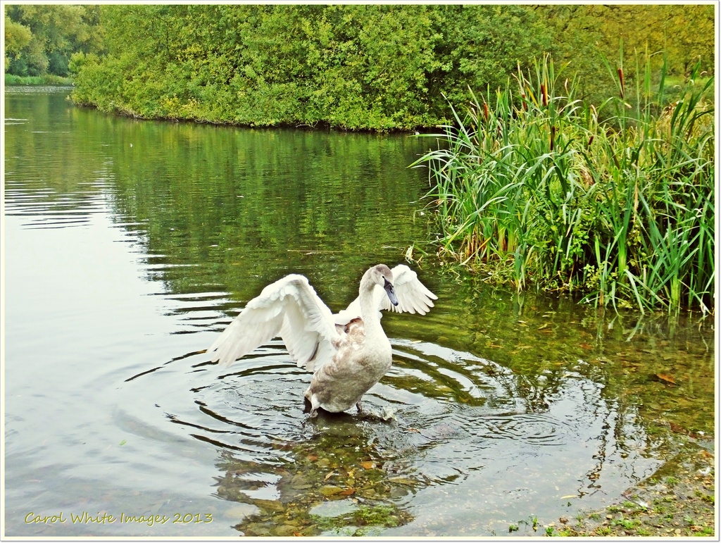 Treading Carefully(Cygnet practicing his swan walk) by carolmw