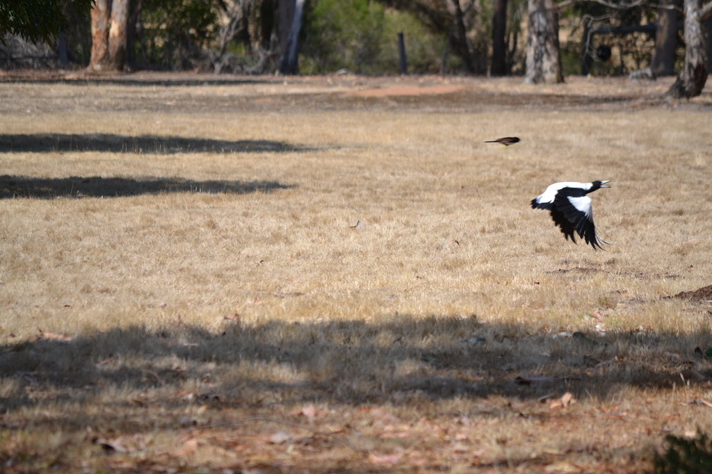Magpie taking flight by dianeburns