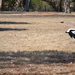 Magpie taking flight by dianeburns