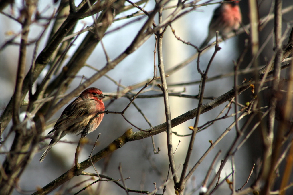 House finch by bruni