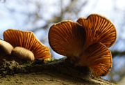 28th Jan 2014 - Blushing Bracket Fungi
