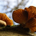 Blushing Bracket Fungi by pcoulson