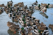 28th Jan 2014 - Mass 'O Ducks