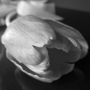 28th Jan 2014 - Tulip in black and white
