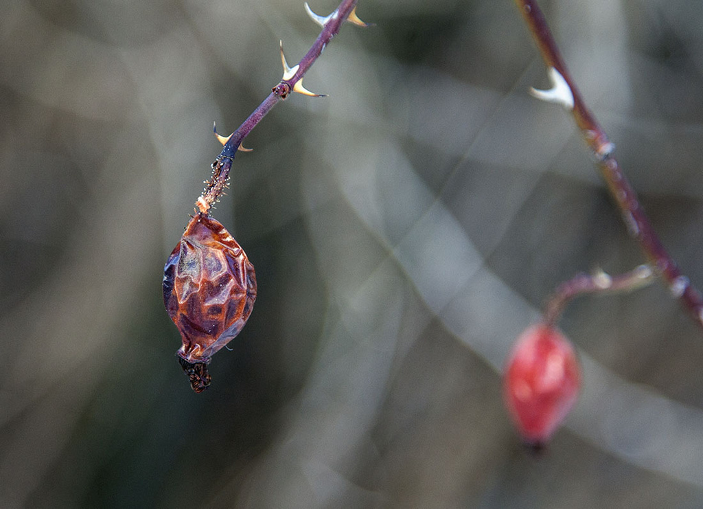 Withered Rose Hip by gardencat