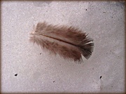 28th Jan 2014 - Little Feather in the Snow