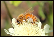 29th Jan 2014 - Bee my honey