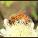 Bee my honey by rustymonkey