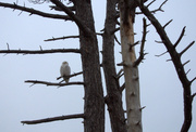 26th Jan 2014 - Snowy Owl