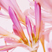 Magic Lilies by lynnz