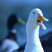 AFLAC!! by stray_shooter