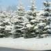 Winter scene by bruni