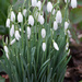 Wild Snowdrops by pcoulson
