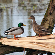 29th Jan 2014 - Two ducks on a log - 29-01