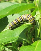 21st Sep 2010 - caterpillar