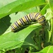 caterpillar by maggie2