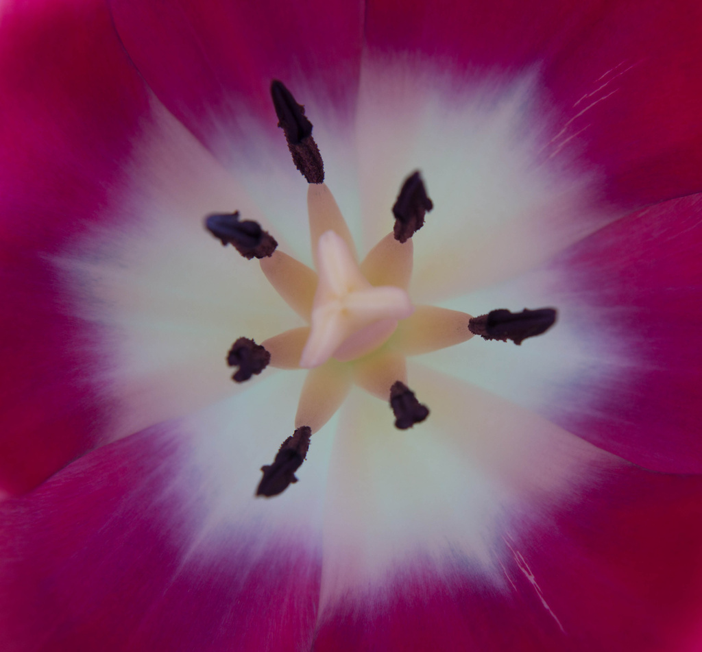 Inside a tulip by rachel70