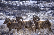 29th Jan 2014 - Rocky Mountain Bighorn Sheep